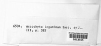 Ascochyta leguminum image